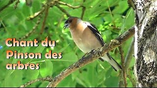 PINSON des ARBRES beau chant [upl. by Yrennalf]