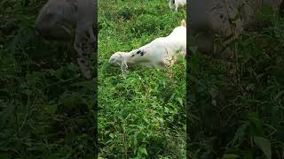 Brotone liqiud goat video virlshort goatdiet goatfarming video [upl. by Yvette]