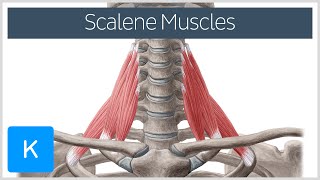 Scalene Muscles of the Neck  Human Anatomy  Kenhub [upl. by Ahtebat]