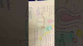 short notes of cavernous sinus anatomy medicalstudent medico dentist college notesmaking yt [upl. by Ryle]