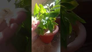 Gardenia plant ☘️ गधंराज का पौधा🌱 gardeningplants gardenia [upl. by Campagna]