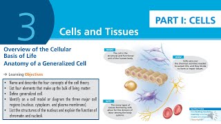 LESSON 5 Cells and Tissues  FIS1601 [upl. by Eseilenna]