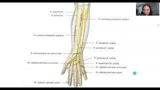 Anatomi Mandibula M Regio Antebrachium Articulatio Genu [upl. by Ambur]