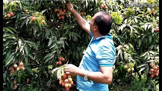 Litchi or lichi  लिंची  fruit farming  Know all about litchi fruit gardening [upl. by Chlo803]