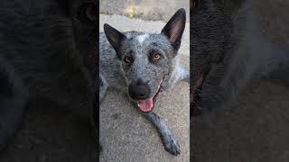 Buddy is shy about the heart on his face🤣 schnoodlelove buddymissile dogdad blueheeler dog acd [upl. by Marjorie]