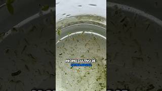 Cómo Hacer Un Cultivo De Daphnia daphnia acuariofilia aquarium fish acuario pez alimentovivo [upl. by Ylurt968]