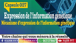 Mécanisme de lexpression génétique [upl. by Aerbas]