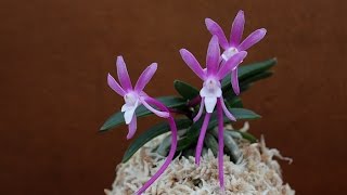 풍란 Vanda falcata フウラン [upl. by Erihppas643]