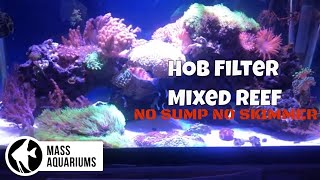 40 Gallon Mixed Reef Tank HOB Filter ONLY NO SUMPNO SKIMMER [upl. by Eryt]