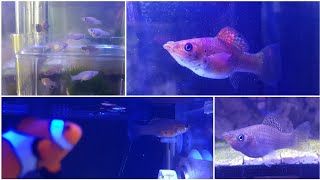 Acclimating Sailfin Mollies to Saltwater Part 2  Long Process 100 Success Rate [upl. by Volkan]