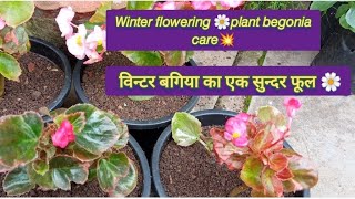 Begonia🌸plant care👍विन्टर बगिया का सदाबहार 🌸सुन्दर फूलDeepaGardening [upl. by Endres]