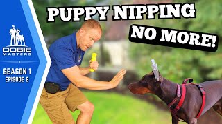 How We Solved Doberman Puppy Biting  Dobie Masters  S1E2 [upl. by Aspia221]