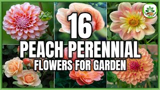 16 Peach Perennial Flower Plants to grow  Flowering Perennials for garden  Plant and Planting [upl. by Dorinda]