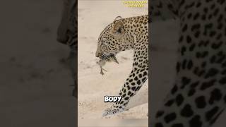 Baby Goose Outsmarts Leopard [upl. by Christenson]