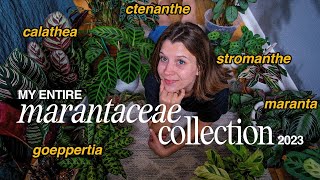 my MARANTACEAE FAMILY collection calathea ctenanthe goeppertia stromanthe amp maranta  2023 [upl. by Odnomor544]