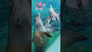 Dolphin sounds  Lovely dolphin Sound Effects [upl. by Samled]