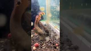 ベタマクロストマ サラワクローズレッド Betta macrostoma 求愛bettafish [upl. by Tenn]