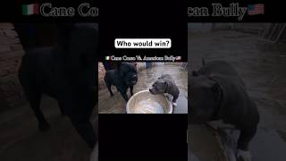 American Bully vs Cane Corso Who wins [upl. by Ane]