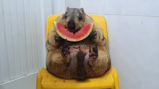 funny marmot sits and chews watermelon [upl. by Ailecra]