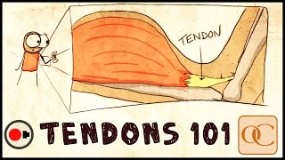 The Basic Science of Tendons amp Tendinitis [upl. by Perni]