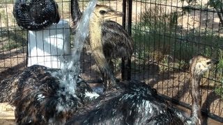 Ostrich amp Emu bath time Big chicks cool down in the hot sun [upl. by Megen]