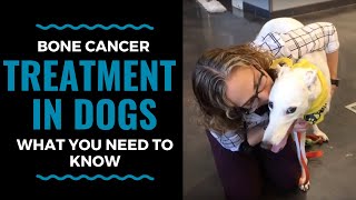 Bone Cancer Treatment in Dogs What You Need to Know Part 2 Vlog 72 [upl. by Nandor]