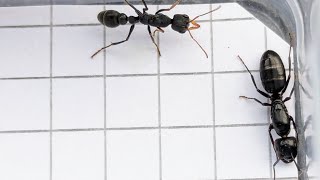 Camponotus fallax Italy vs Myrmecia urens Australia 29102024 [upl. by Pearlman329]