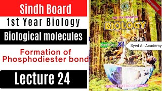 formation of phosphodiester bond  biological molecules  class 11 Biology sindh board new book [upl. by Driskill]