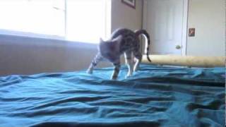 Bengal Kitten Zoomies Part 1 [upl. by Eenafets600]