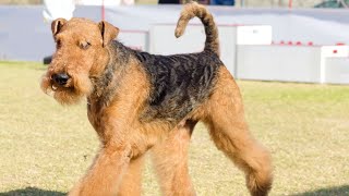 Train an Airedale Terrier Basic Tips amp Tricks [upl. by Leduar717]