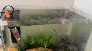 20L Fish Tank Feeding  Neon Tetras and Corydoras eating Tropical Flakes and Hikari Sinking Wafers [upl. by Alohs540]