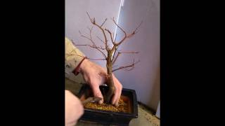 BONSAI VERPOTTEN [upl. by Veal]