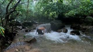 gold hunting in river best gold prospecting look you will be amazed the rarest gold mine [upl. by Aniled]