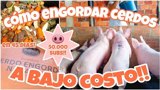 Engorde de CERDOS ECONÓMICO 🐷🤑 Esto hacemos en la granja para engordar nuestros CERDOS en 45 DIAS [upl. by Ateerys40]