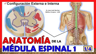 🥇 MÉDULA ESPINAL 14  Configuración Externa e Interna Anatomía ¡Explicación fácil [upl. by Ennasil]