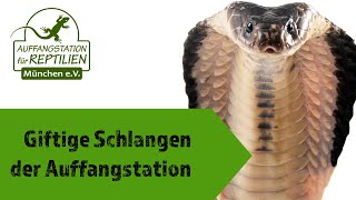 GIFTIGE Schlangen der AUFFANGSTATION [upl. by Dusty]