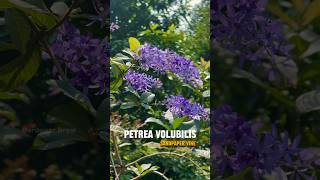 PETRIA VOLUBILIS  SANDPAPER VINE  petrea sandpapervine [upl. by Hollington965]