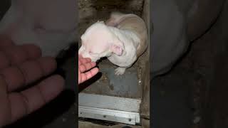 Still on the Seen Ice Cream bossbullys puppy bullybreed ddk9 amercianbully bitework ddk9 [upl. by Sinnaiy584]