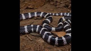 Todays awesome ManyBanded Krait Bungarus multicinctus [upl. by Paley]