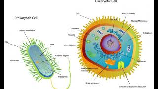 What Is Cytoplasmic Staining [upl. by Meeks]