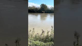 Nooksack River downtown Ferndale WA staying within it’s banks for now… October [upl. by Euqram]