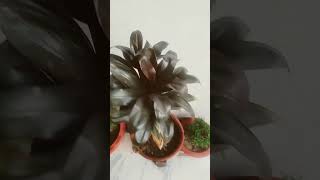 Morpankhi plant youtubeshorts shortvideos 🌿🌾🌻🪴🍀 [upl. by Flavio485]