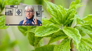 What’s the difference between Siberian Ginseng Eleuthero and Chinese Ginseng [upl. by Tunk]