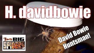 Heteropoda davidbowie quotDavid Bowie Huntsmanquot Housing [upl. by Ardnatal90]