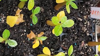 Adenium Arabicum Seedlings Leaves Turning Yellow In This Case The Sand Doesnt have Any Nutrients [upl. by Vilhelmina]