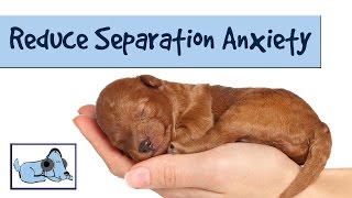 Music to Reduce Separation Anxiety in Dogs Relaxing Sounds Stressed Dog Sounds for Puppies [upl. by Nelli]