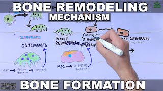 Bone Remodeling Mechanism [upl. by Philps]