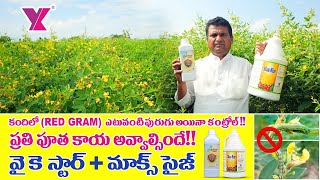 కంది లో ఎటువంటి పురుగు అయినా కంట్రోల్ REDGRAMYK LABORATORIESYKSTARMAXSIZE Flower fruit setting [upl. by Notnarb]