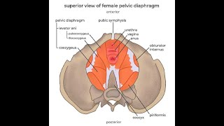 Anatomy of the Levator Ani muscles Puborectalis Pubococcygeus and iliococcygeus [upl. by Aikemat]