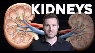 How do the Kidneys work Renal Physiology and Filtration Explained for Beginners  Corporis [upl. by Anrat515]